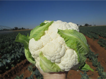 Denali – Cauliflower Seed