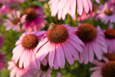 Purple Echinacea Wildflower Seeds for Planting - Heirloom & GMO Free Seeds, To attract Pollinators & Bees