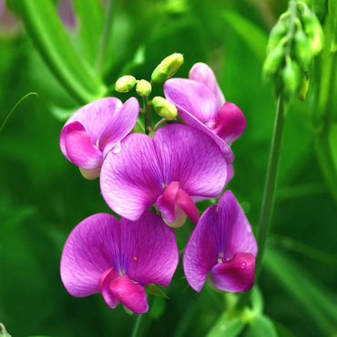 Sweet Pea Flower Seeds for Planting, 100