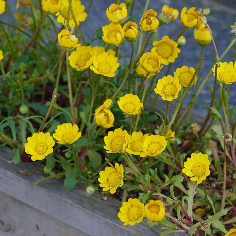 Chrysanthemum- Golden Yellow