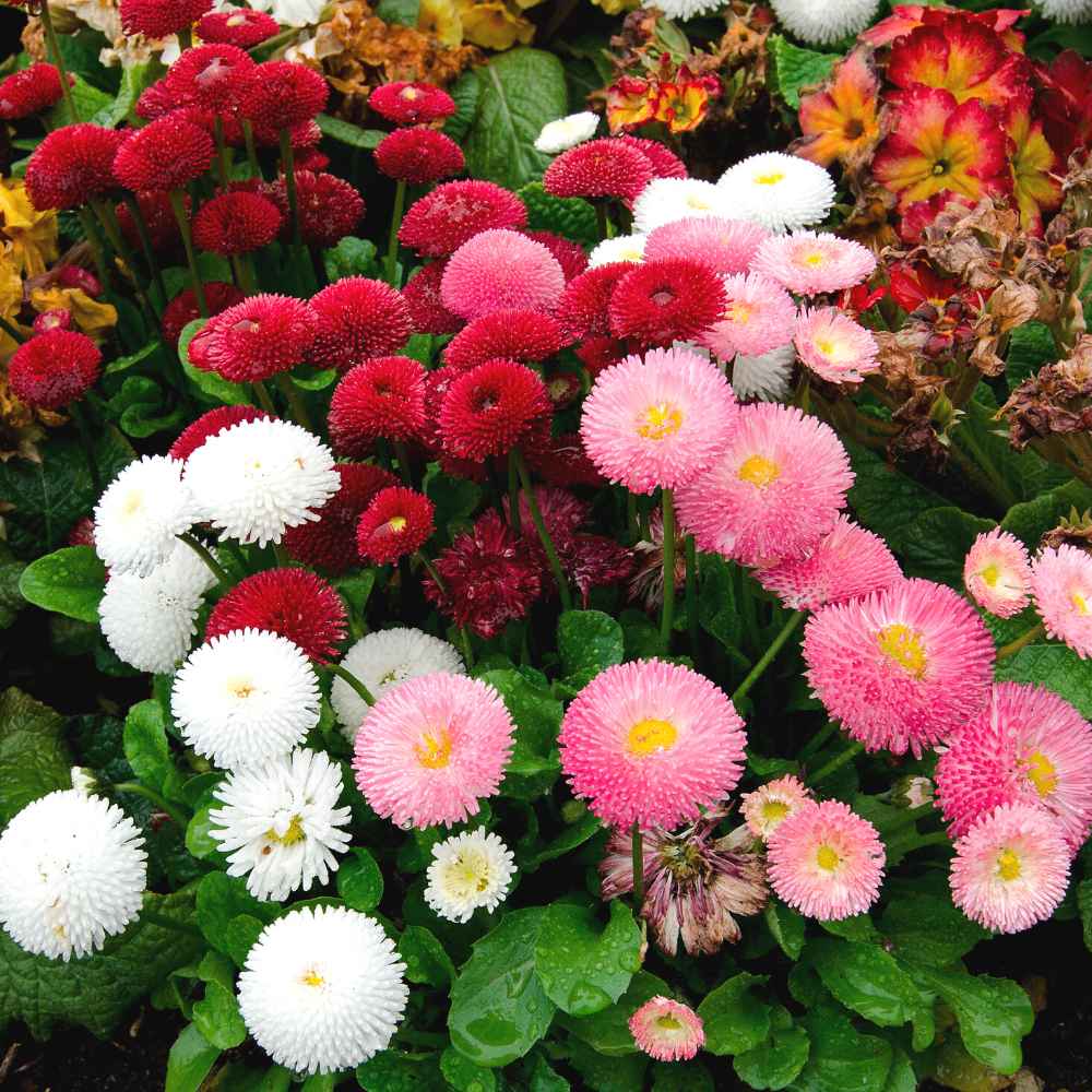 English Daisy- Pomponette Mix