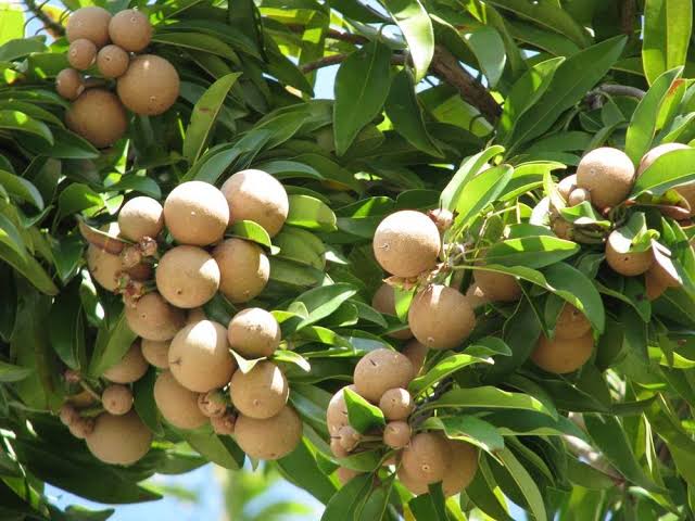 Chikoo Seeds
