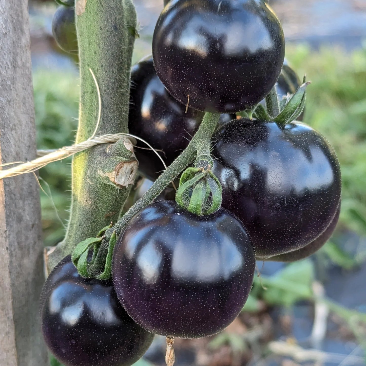 Indigo Rose – Organic Tomato Seed