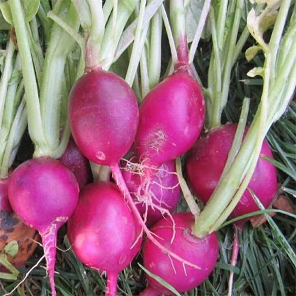 Radish- Purple Plum