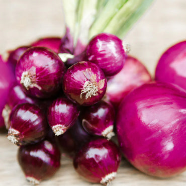 Purplette – Onion Seed