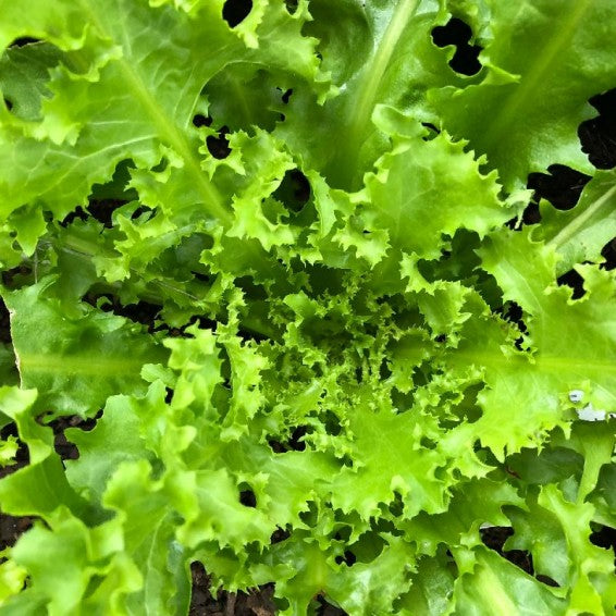 Endive- Green Curled Ruffec