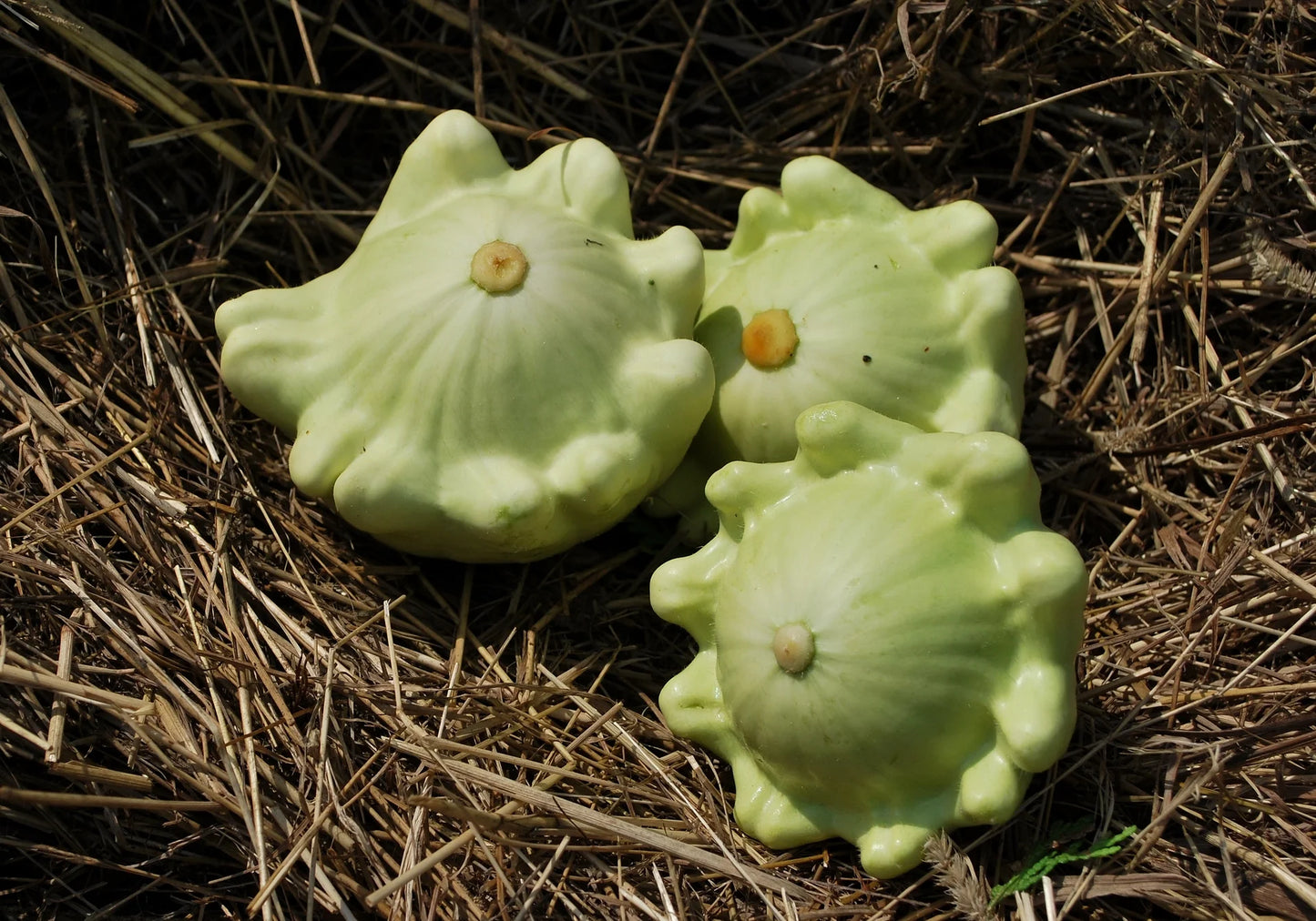 Jaune et Verte – Organic Patty Pan Squash Seed