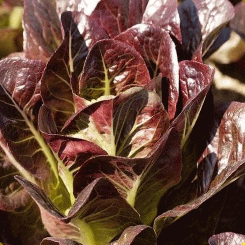 Teodore – Lettuce Seed
