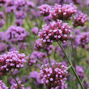 Heirloom Non-GMO Purple Verbena Flower Seeds for Delicate Blooms and Pollinator Garden Planting