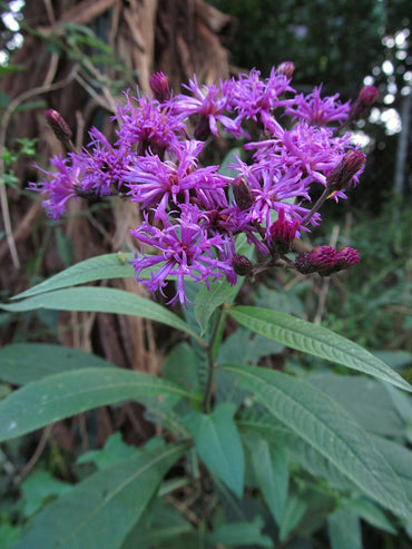 Heirloom Vernonia Gigantea Flower Seeds – Non-GMO Seeds for Tall Vibrant Garden Planting