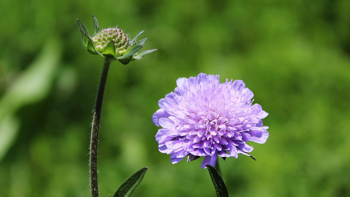 Organic Heirloom Non-GMO Scabious Seeds for Planting – Fresh Vibrant Garden Blooms