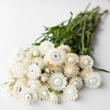 Vintage White – Strawflower Seed
