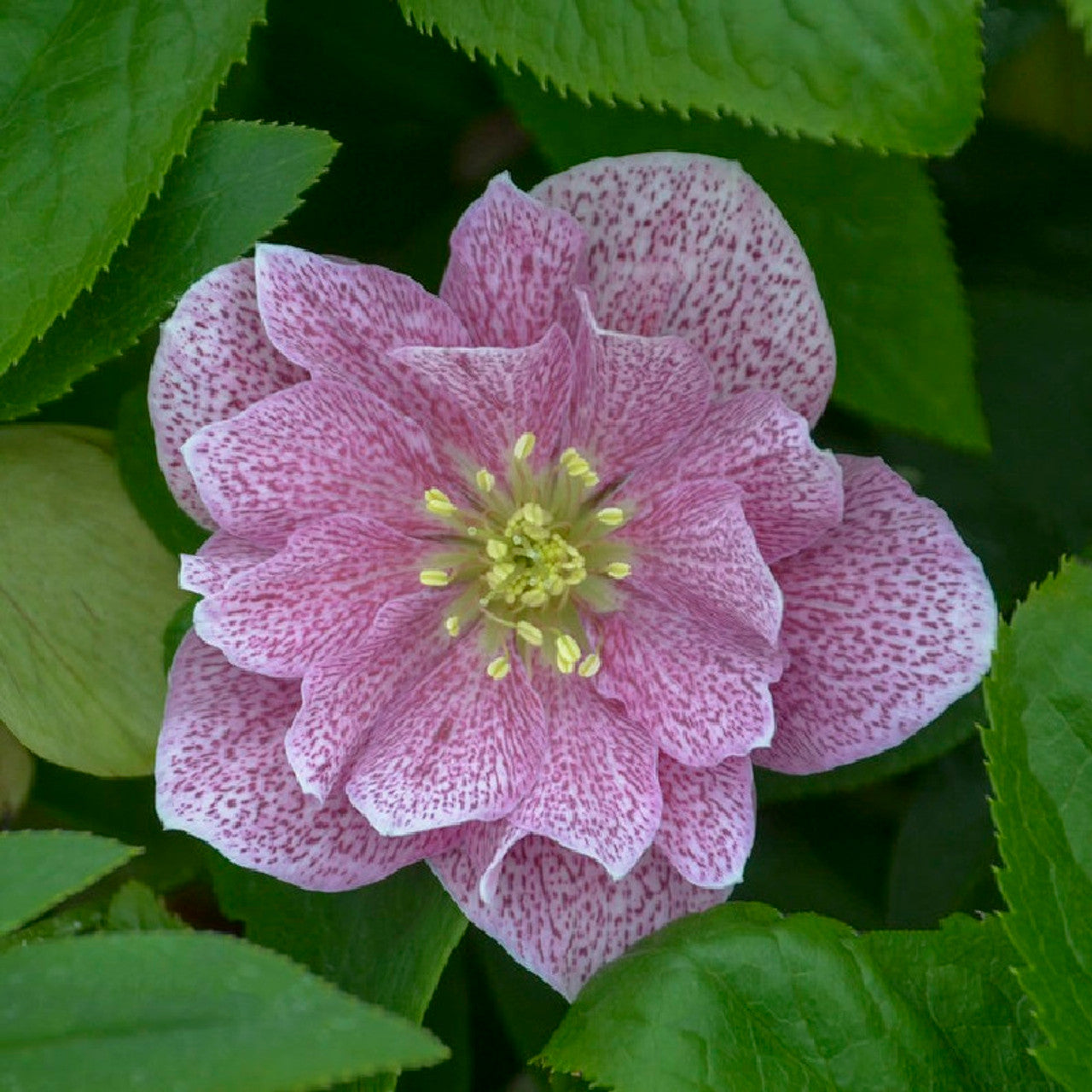 Wedding Crasher Double Hellebore