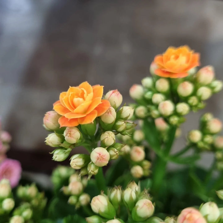 Heirloom Non-GMO Orange Kalanchoe Flower Seeds for Lively Garden Pots and Indoor Planting
