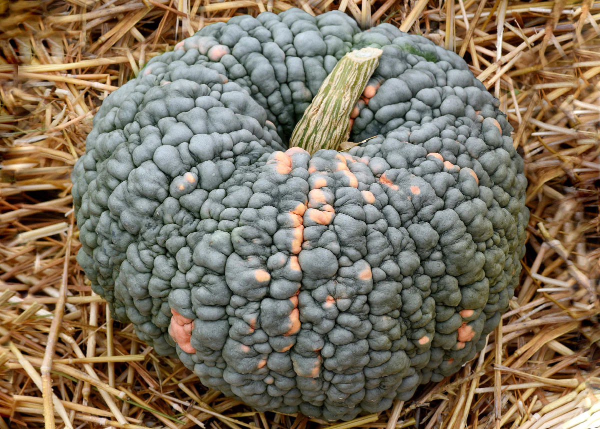 Marina Di Chioggia – Pumpkin Seed