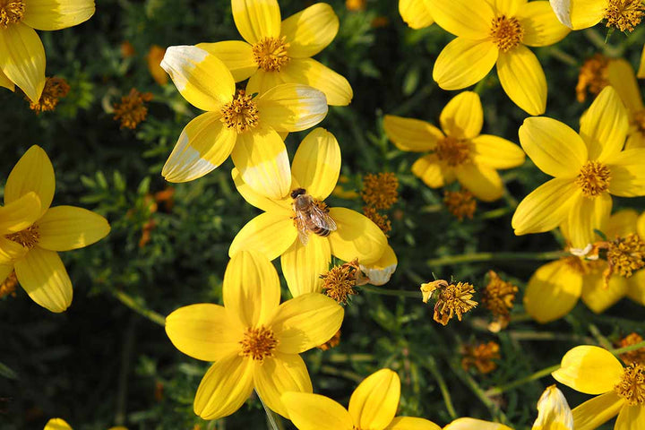Heirloom Non-GMO Bidens Ferulifolia Flower Seeds for Planting – Bright Pollinator-Friendly Garden Blooms