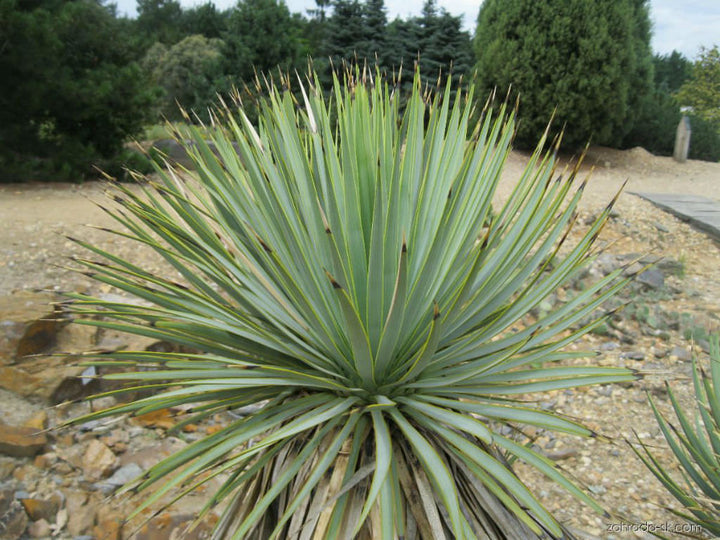 Heirloom Yucca Thompsoniana Plant Seeds, Non-GMO Drought-Resistant Shrub for Garden Planting