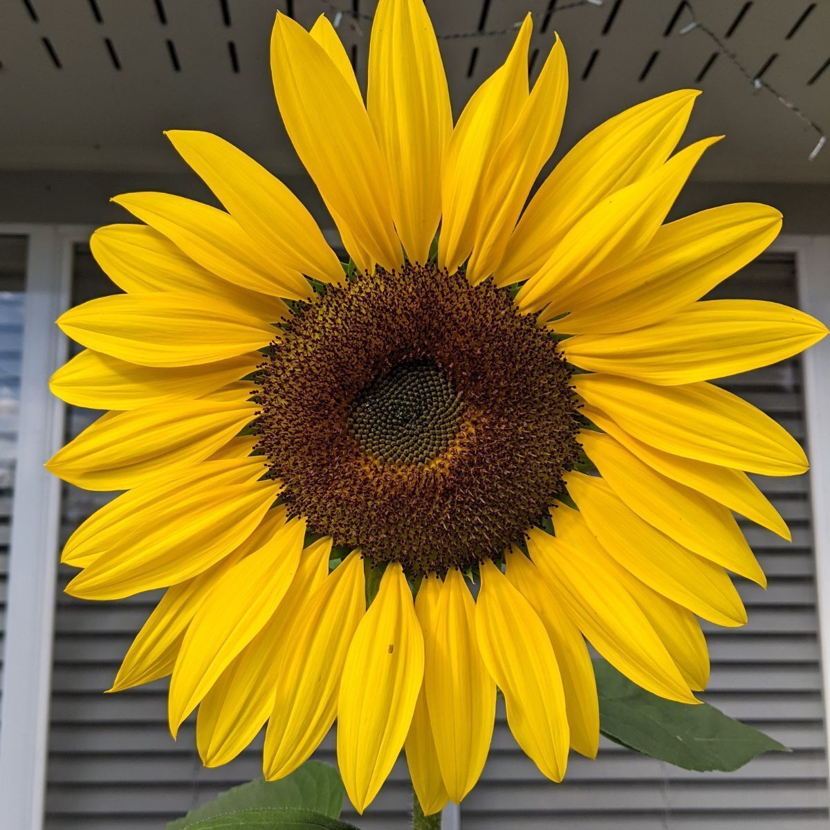 Sunflower- Radiance F1 1000 seeds
