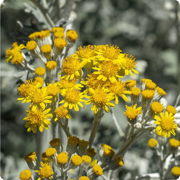 Dusty Miller - Jacobaea maritima Seeds