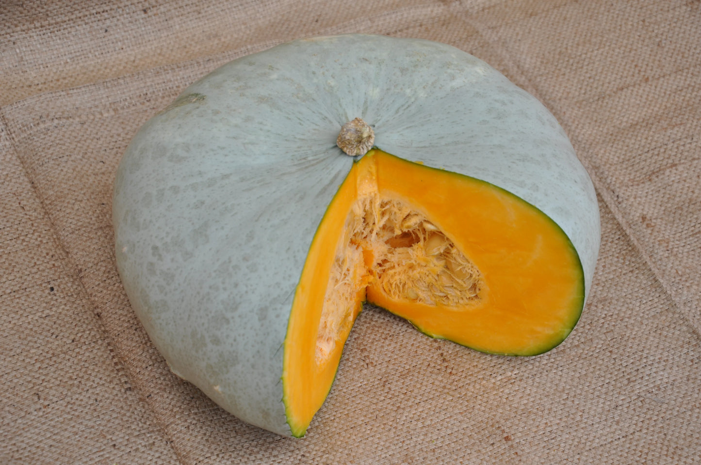 Shokichi Green – Kabocha Squash Seed