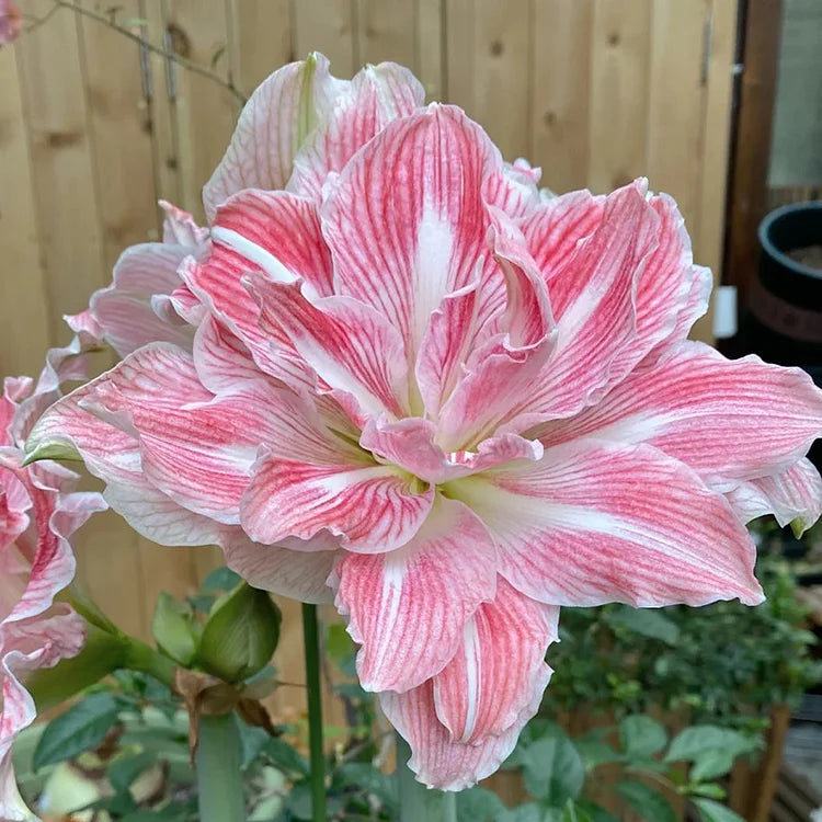 Knight Star Amaryllis Flower Seeds