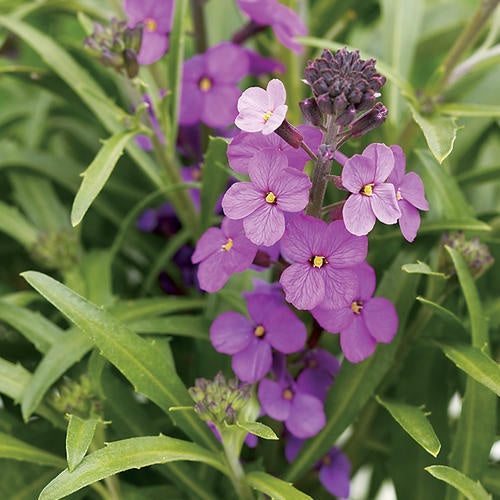 Heirloom Non-GMO Violet Linifolium Flower Seeds for Elegant Garden Borders and Seasonal Planting