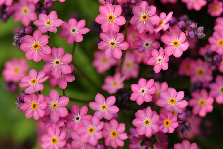 Heirloom Non-GMO Myosotis Sylvatica Flower Seeds for Planting – Forget-Me-Not Garden Blooms