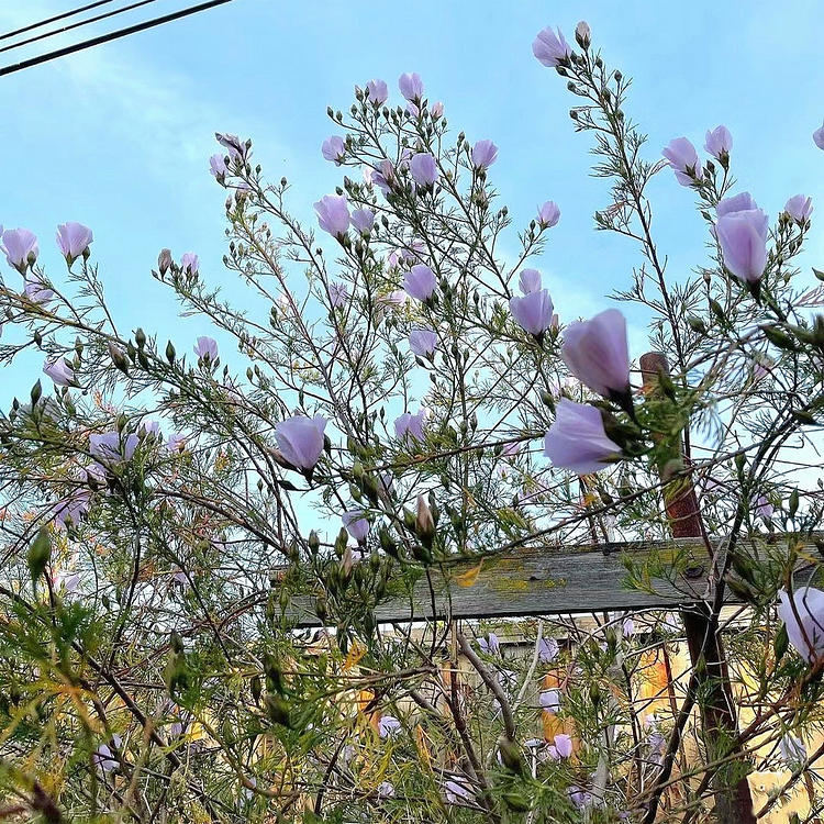 Paper Hibiscus Seeds