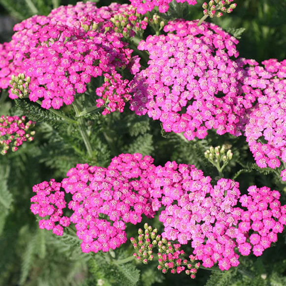 Heirloom Pink Yarrow Flower Seeds for Planting, Non-GMO, Vibrant Color Blooms