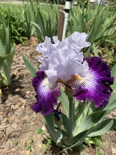 Off Topic Bearded Iris Seeds