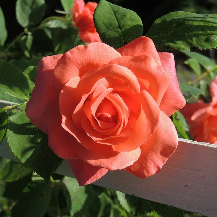 Climbing Rose Flower Seeds for Planting – 100, Heirloom, Non-GMO Garden Seeds