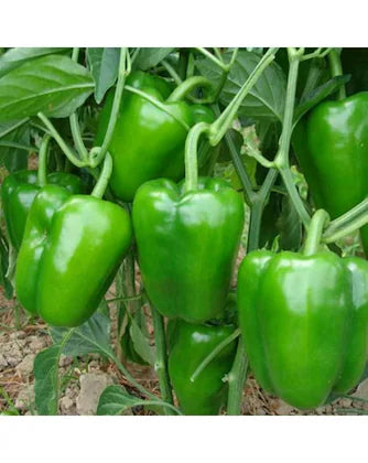 Capsicum Imported Green Vegetable Seeds