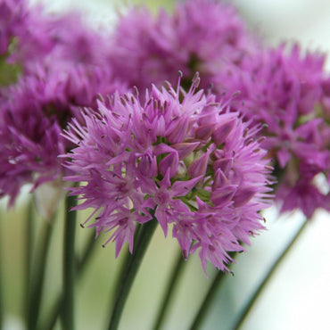 Gladiator Allium Seeds