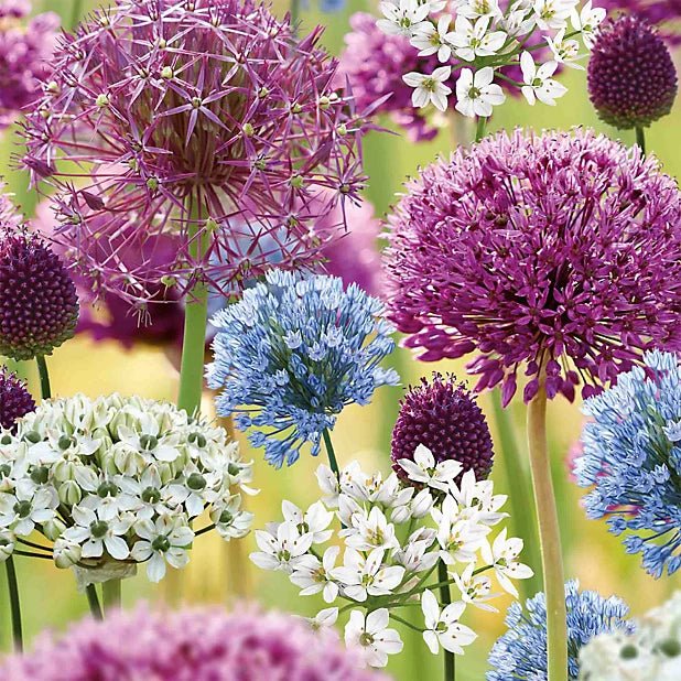Carefree Allium Collection Seeds