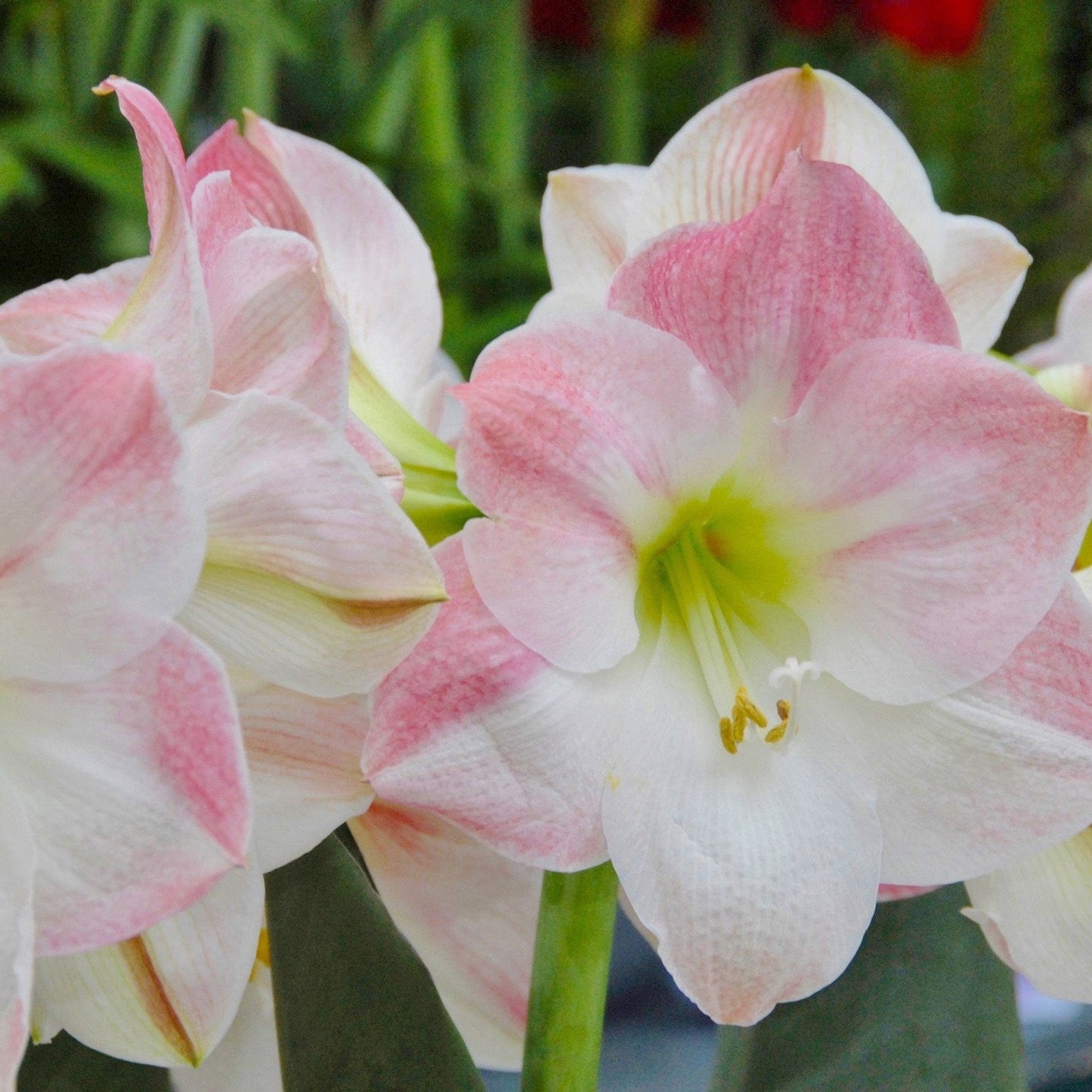 Heirloom Non-GMO Light Pink Hippeastrum Flower Seeds for Garden Planting – Elegant Amaryllis Variety