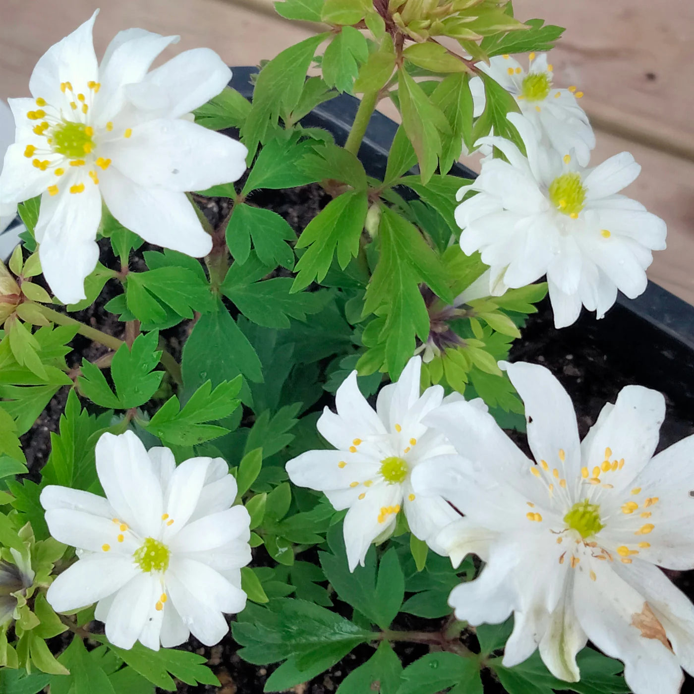 Green Collar Wood Anemone Seeds