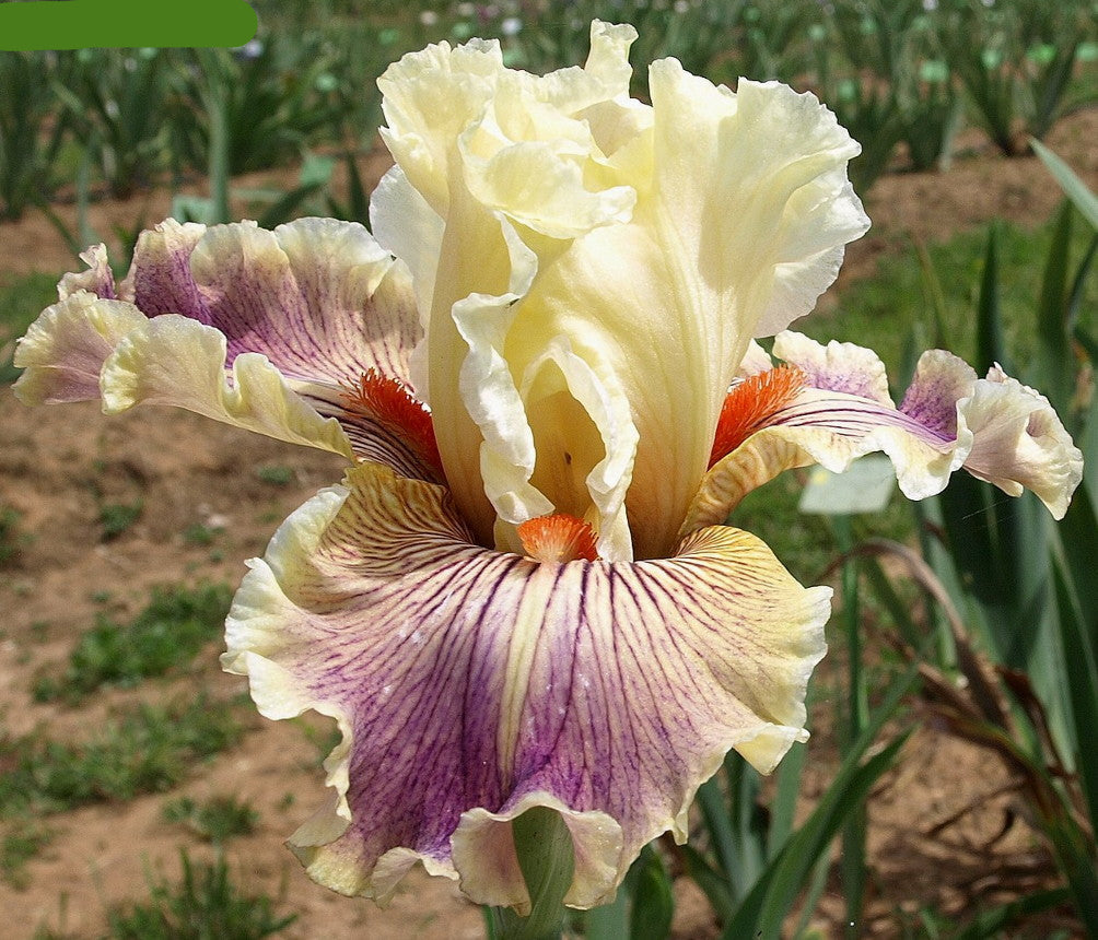 Sassy Tart Bearded Iris