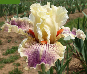 Hello Darling Bearded Iris