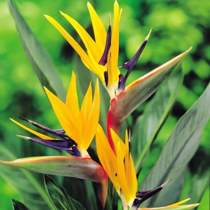 Heirloom Non-GMO Yellow Blue Strelitzia Reginae Flower Seeds for Planting – Bird of Paradise Seeds