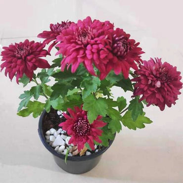 Seedling 5 Pack- Chrysanthemum- Delano