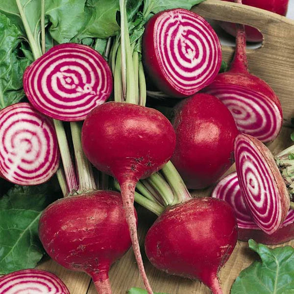 Chioggia Guardsmark – Organic Beet