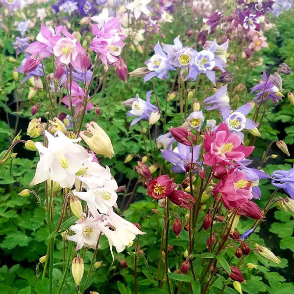 Columbine Biedermeier Flower Seeds for Planting - 100