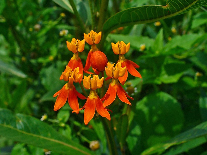 Apollo Orange – Asclepias Seed