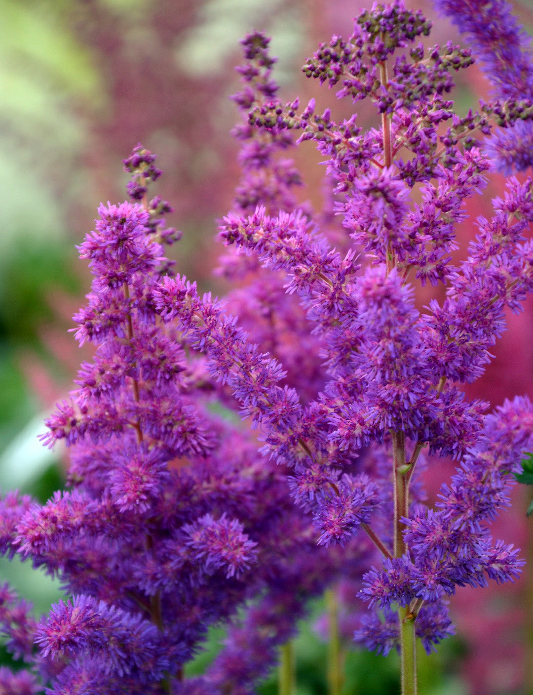 Black Pearls Astilbe