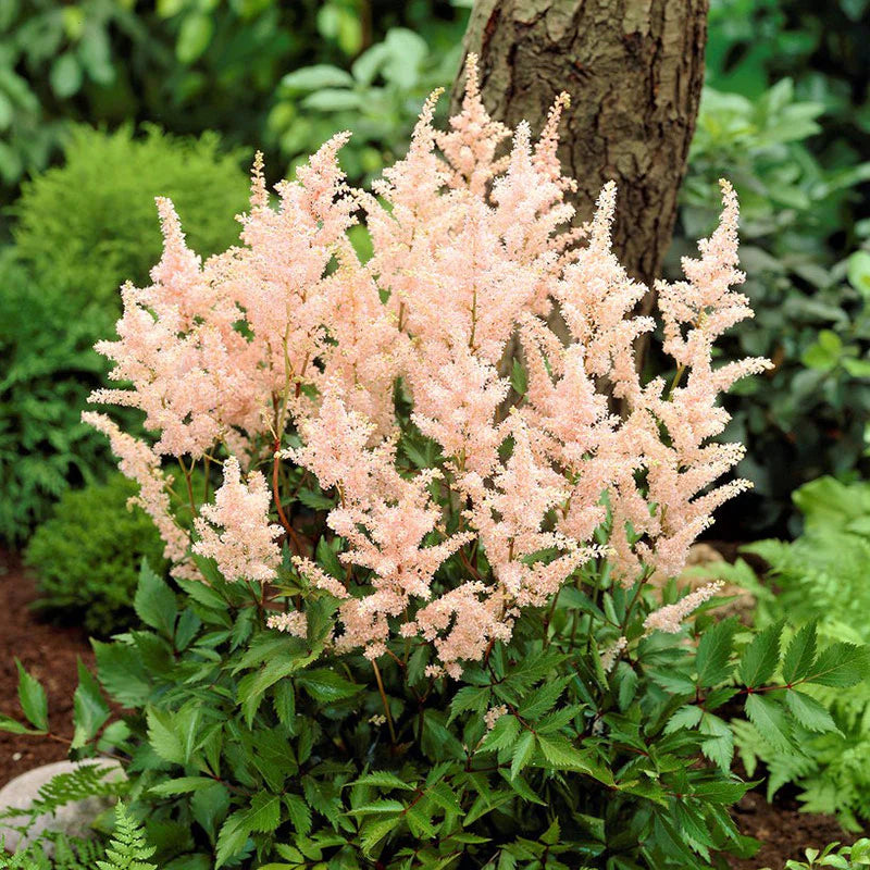 Peach Blossom Astilbe