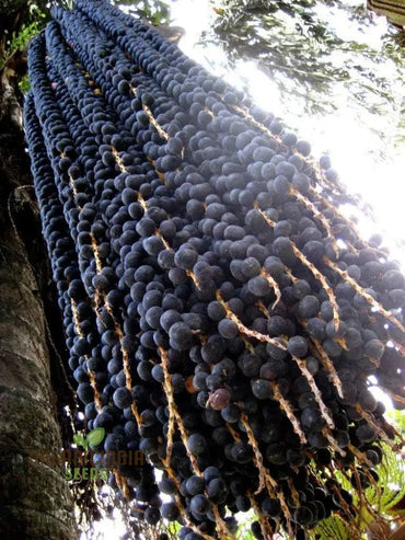 Acai Fruit Seeds for Growing Nutrient-Rich Berries 100 pcs