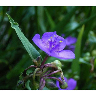 Organic Purple Spiderwort Flower Seeds for Planting – Heirloom, Non-GMO
