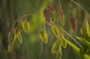 Northern Sea Oats – Organic Grass Seed