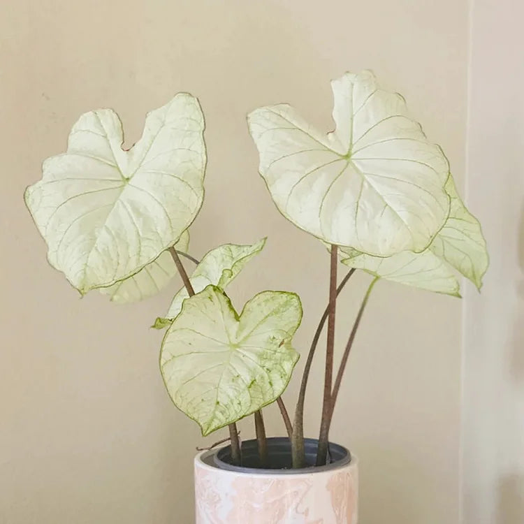 Colored Caladium Seeds
