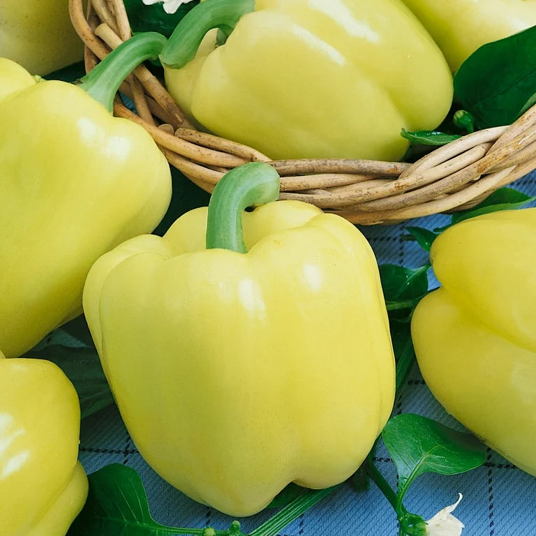 Capsicum White, Bell Pepper Ivory White Vegetable Seeds